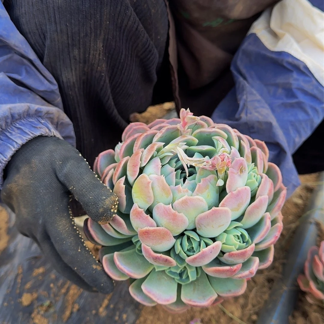 单头贝瑞 拍一发二 不包损