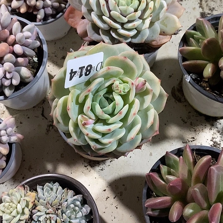 是***呀814松果多肉植物多肉