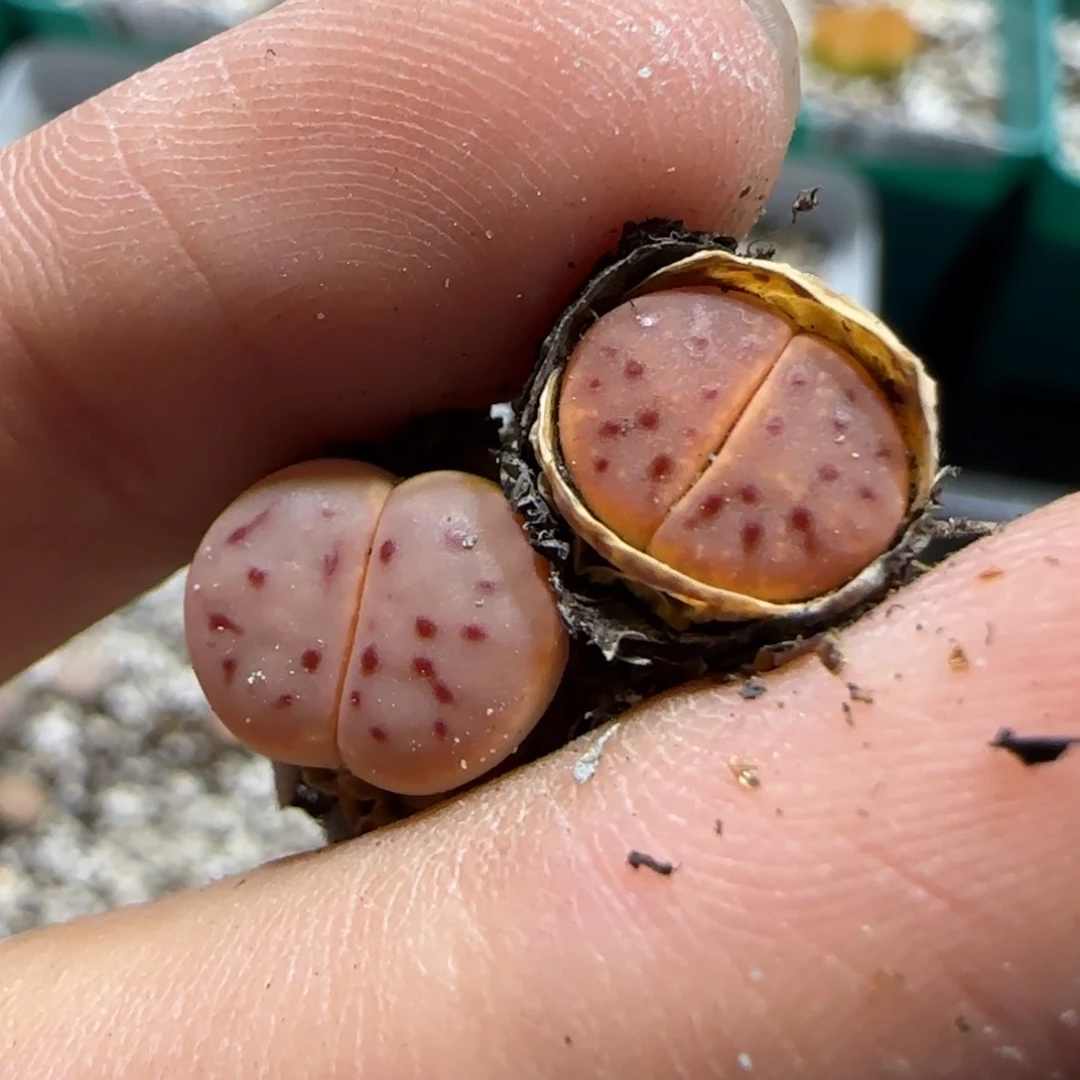 鬼***口6.22。206神笛。8028。