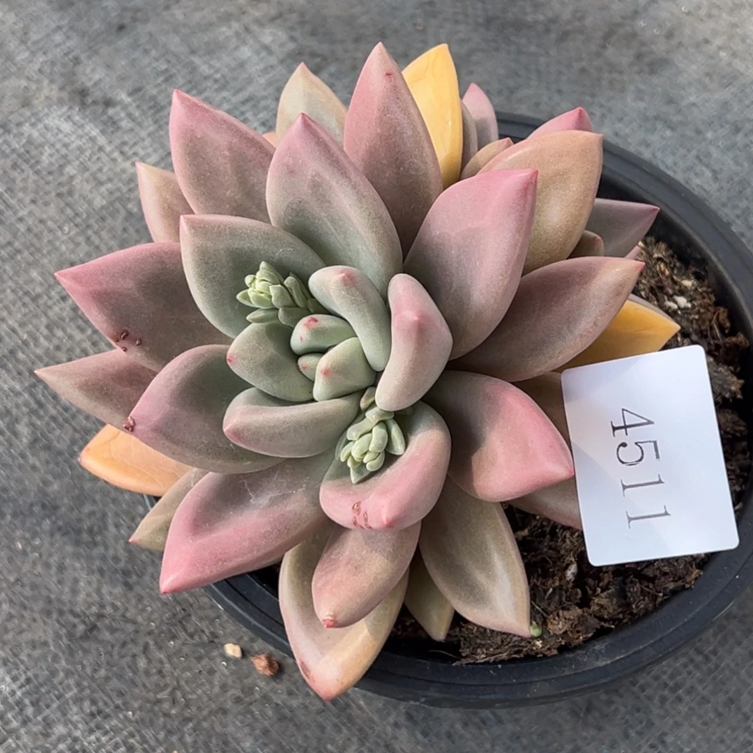 家****贝4511多肉多多多多多