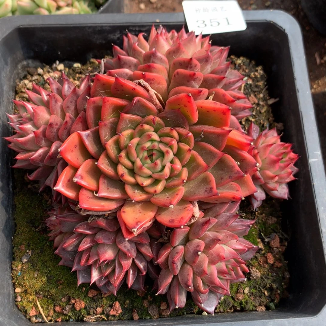 351新年快乐发发发