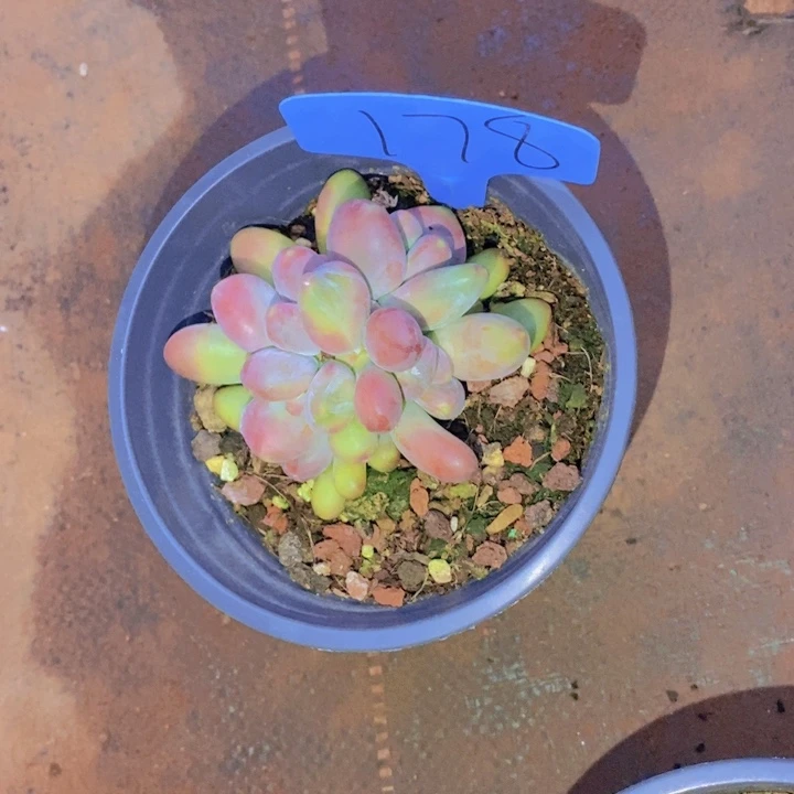 在家里面吃饭的吗