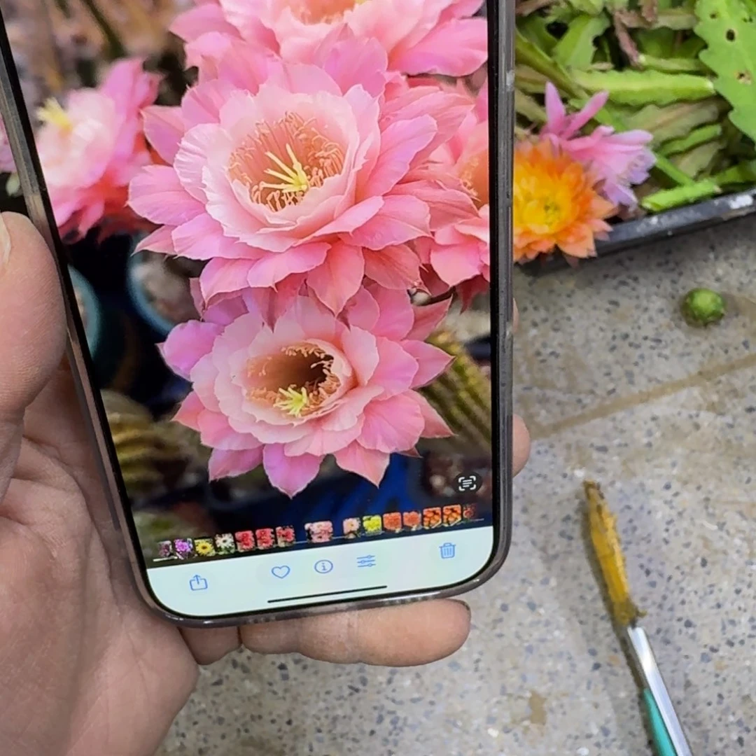 420金妞奈何无根侧牙歪6公分左右，20包邮