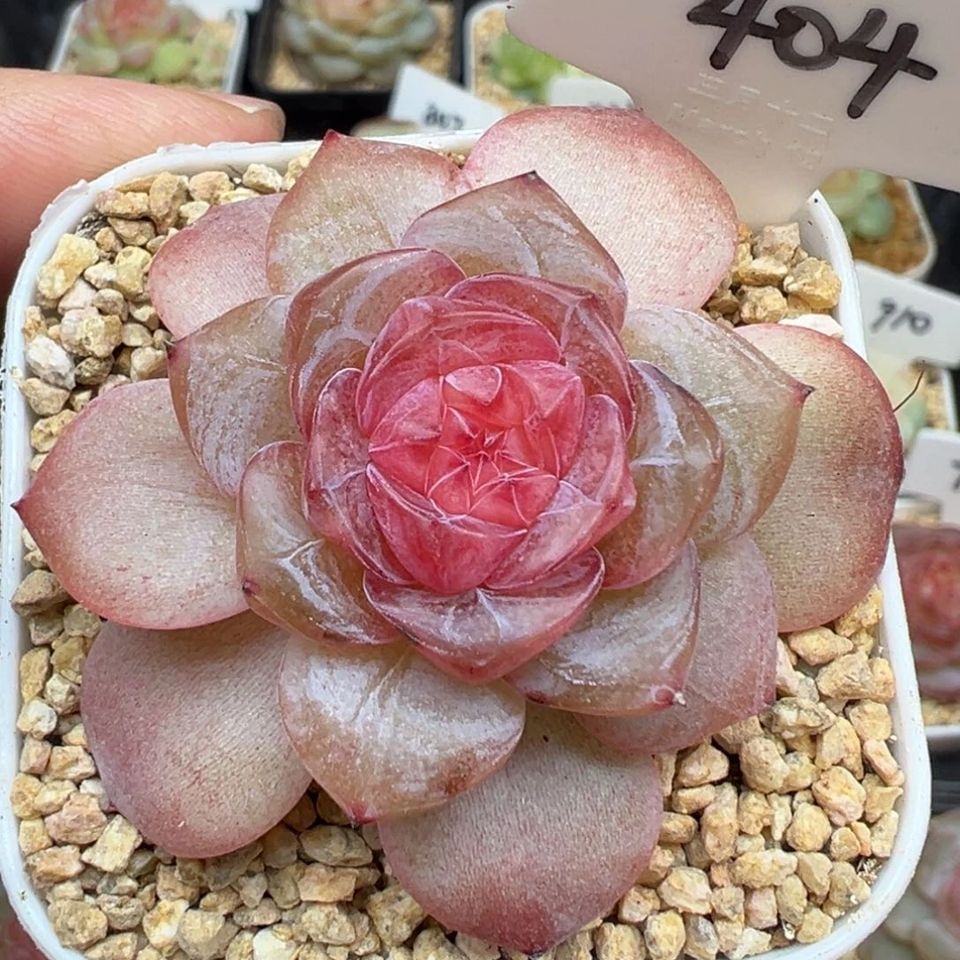404号香辣堡 晗雨多肉