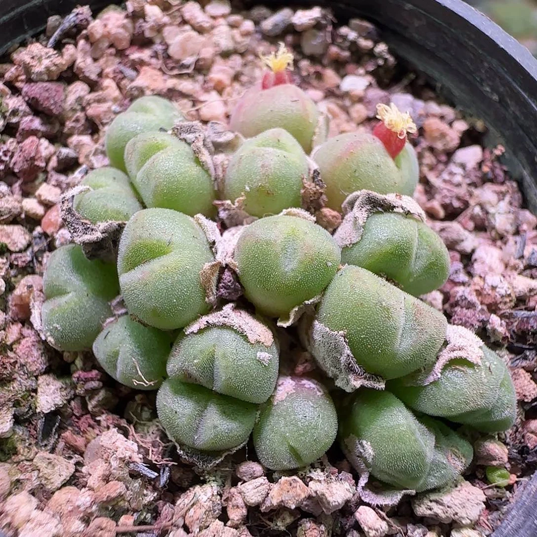 小米雏。           062