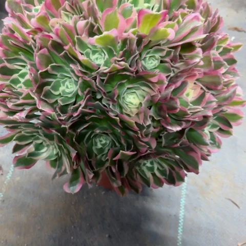 多肉植物雨花石锦。