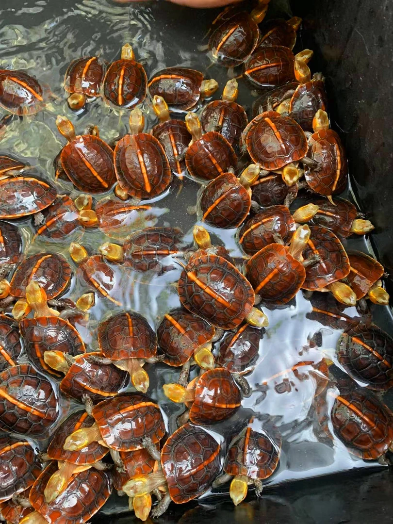 安缘闭壳龟活体宠物网红乌龟半水龟安缘台缘大陆缘浙江缘闭壳龟