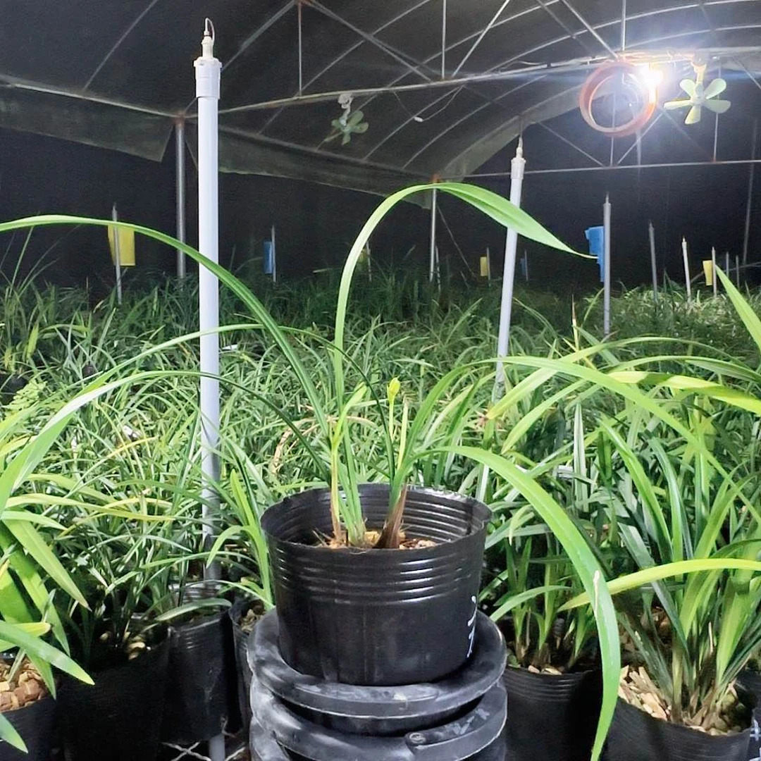 全部花苞仙山红2苗2花