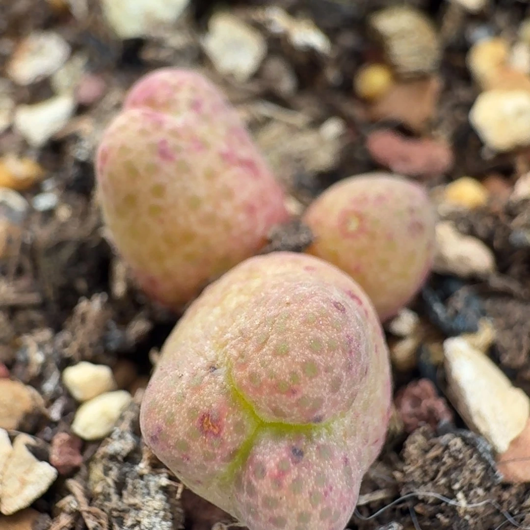 361斑马脱土发货000000