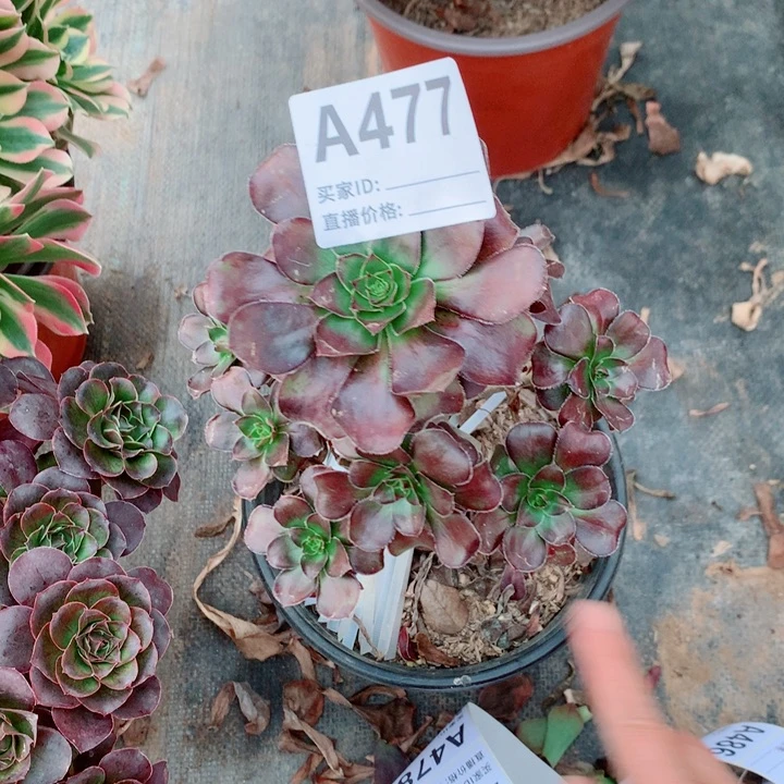 红酒杯小高桩法师477