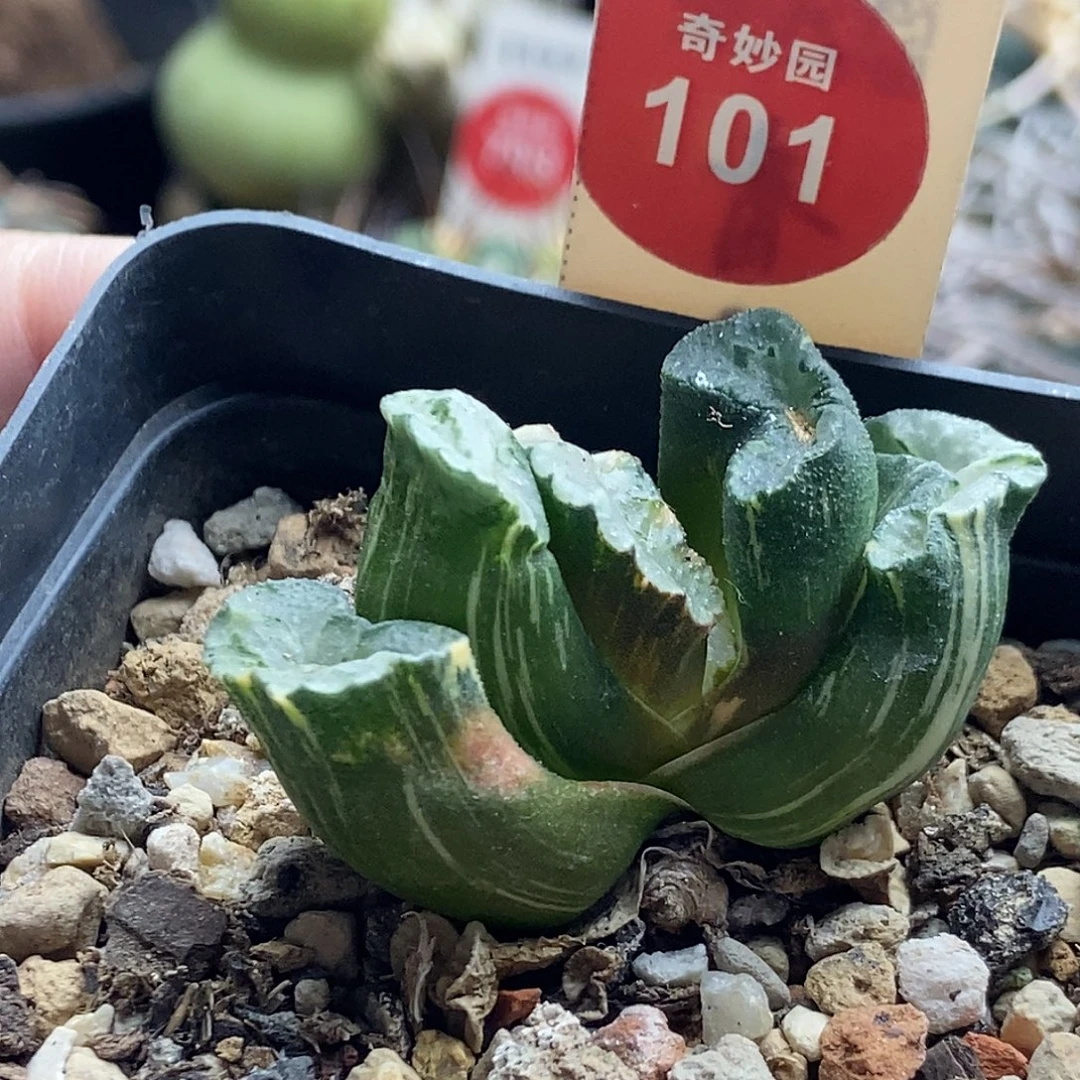 拉丝玉扇锦一颗仙人球