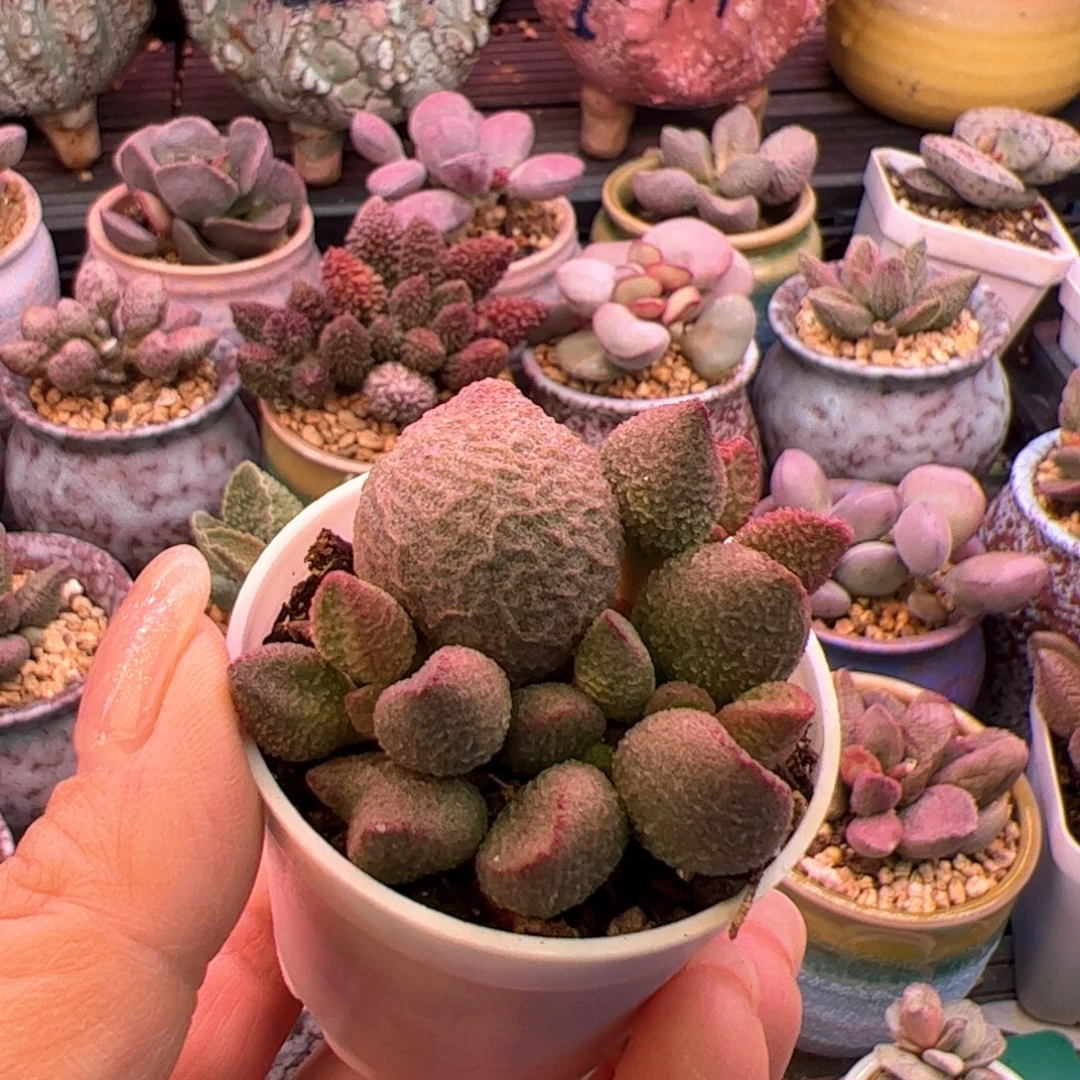 我***声水蜜桃。