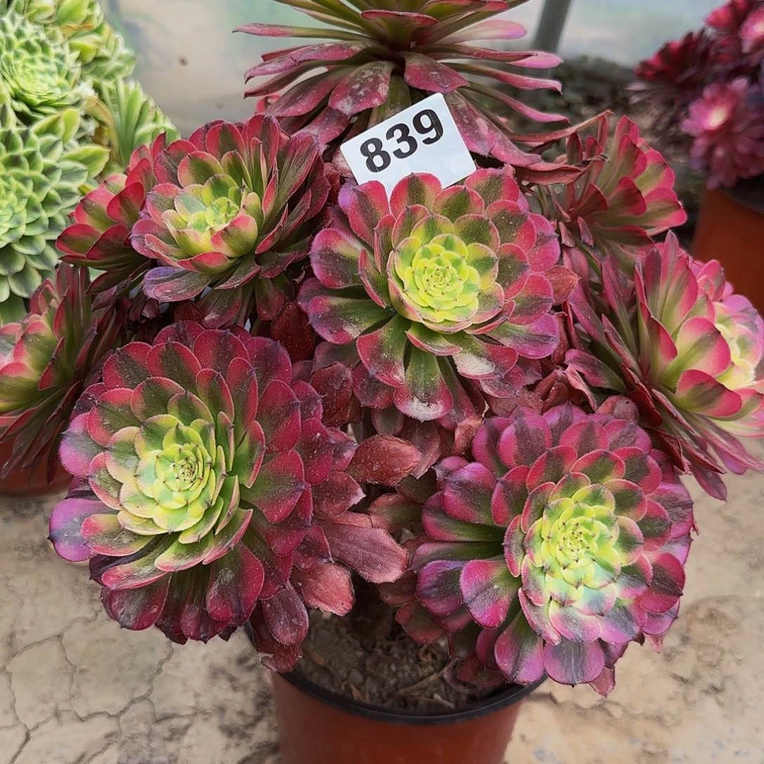 五天姬一颗特价839