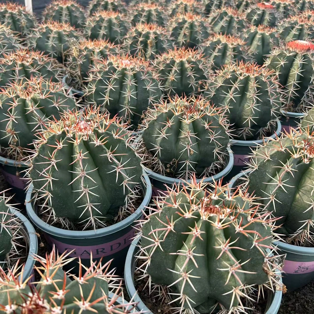 层云带刺15cm（不带云顶）仙人球夏型种绿植盆栽桌面阳台办公室