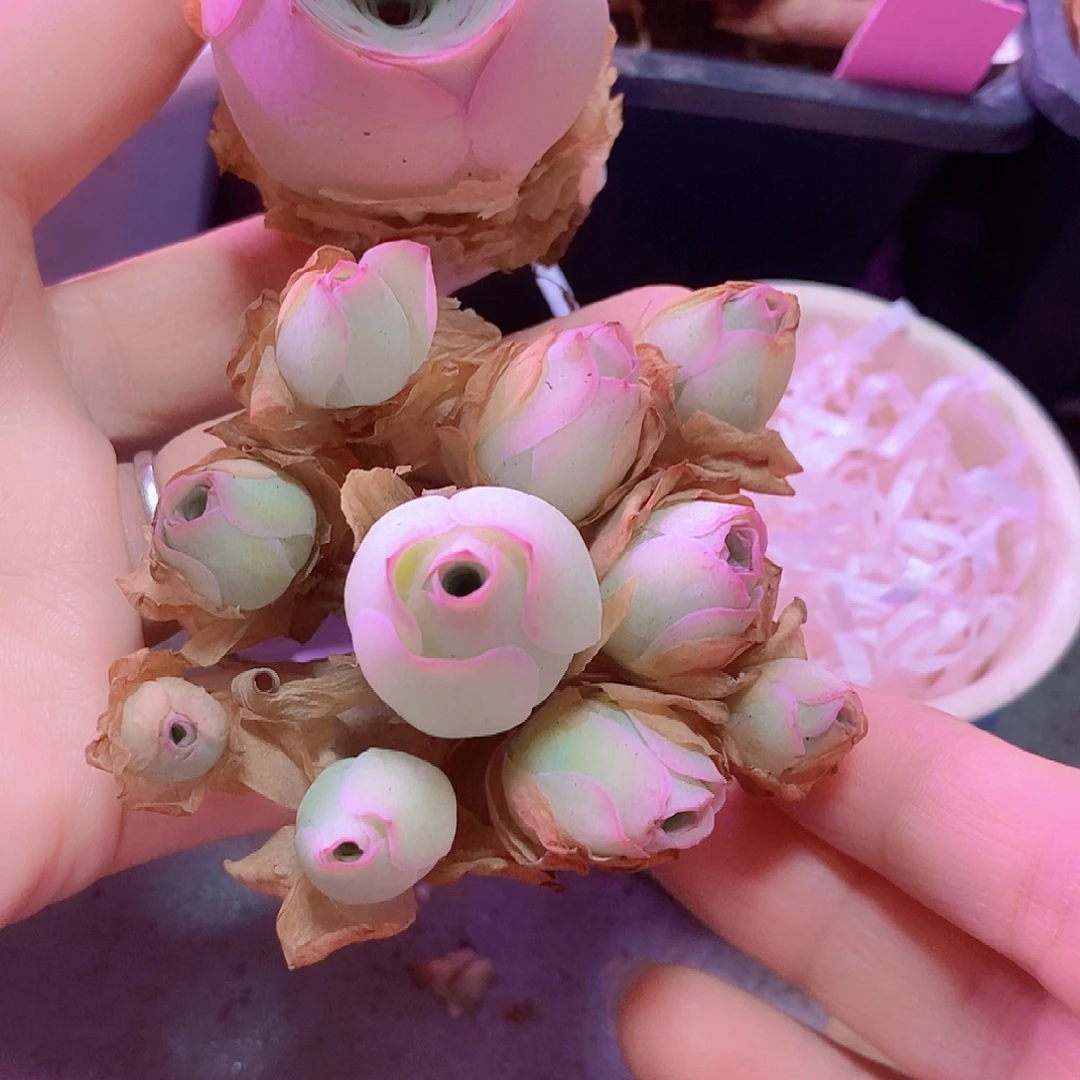山地玫瑰福利一物一拍801手捧luoxia