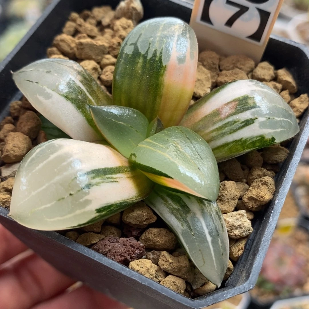 19阿房宫锦一物一拍