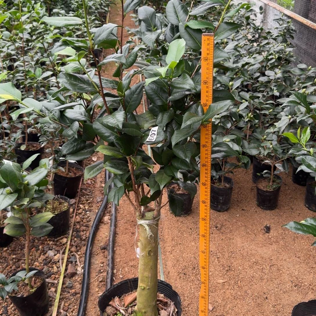 少量花朵（建议范围：2朵-5朵 或40%以下）607楼兰王妃3刀