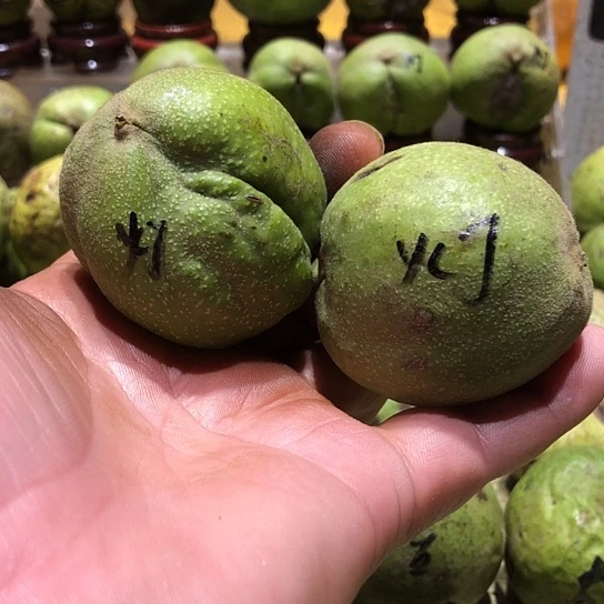 吊坠桃核核桃核桃