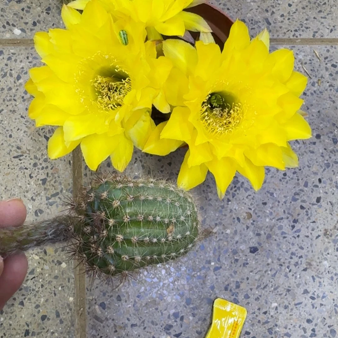 303彩草35歪无根侧牙4公分左右，20包邮