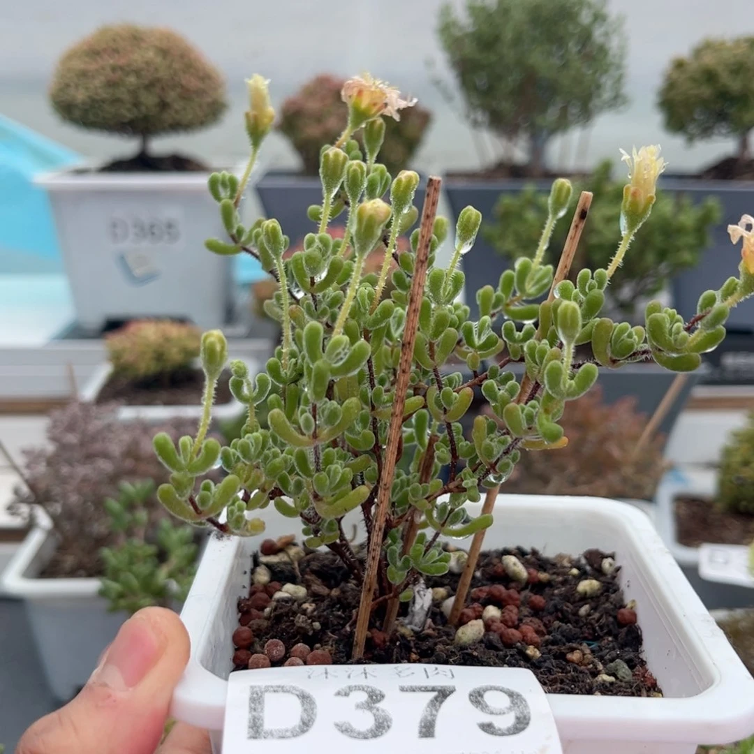 379小星星枝干番杏