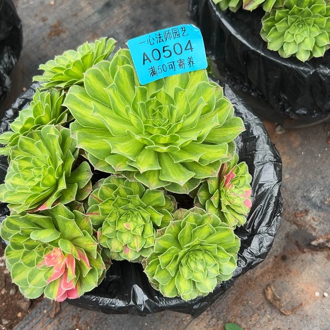 0504多肉植物知否
