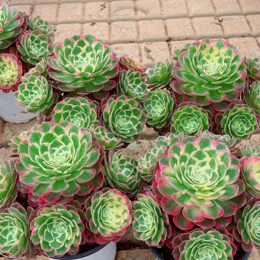 模特海仙量拍多肉法师一个