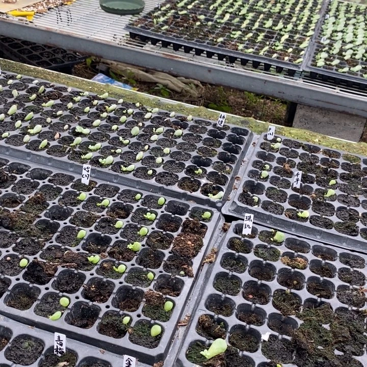 燊***燊荔枝芽苗一个多肉