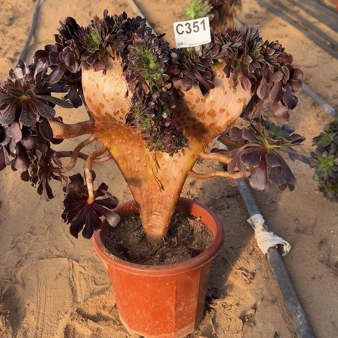 351欧紫一颗呀呀呀呀