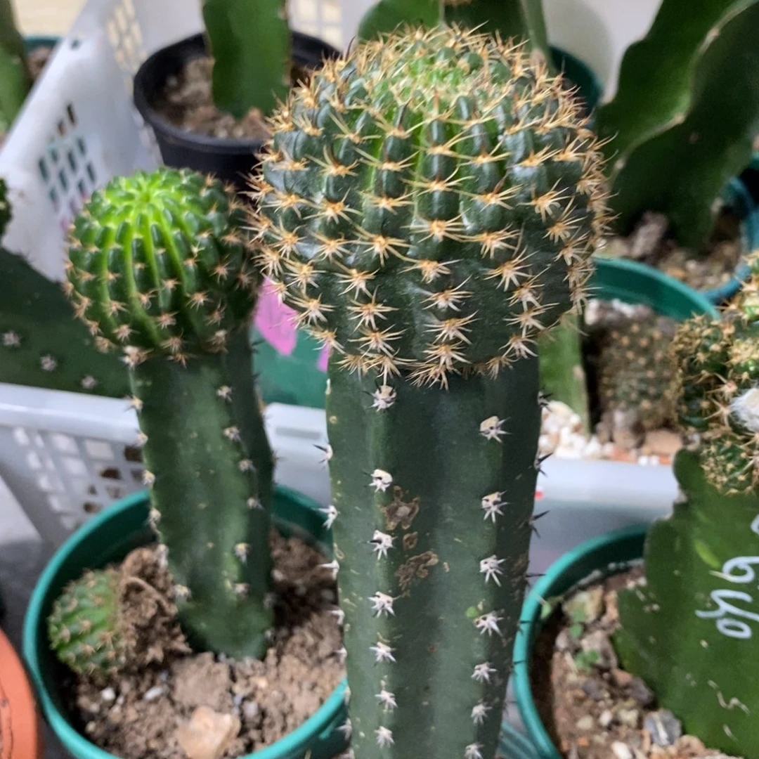 新品丽花L43绣谱母本一物一拍1