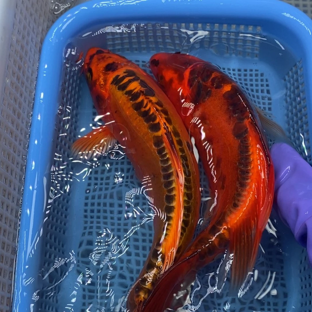 锦鲤冷水锦鲤包邮