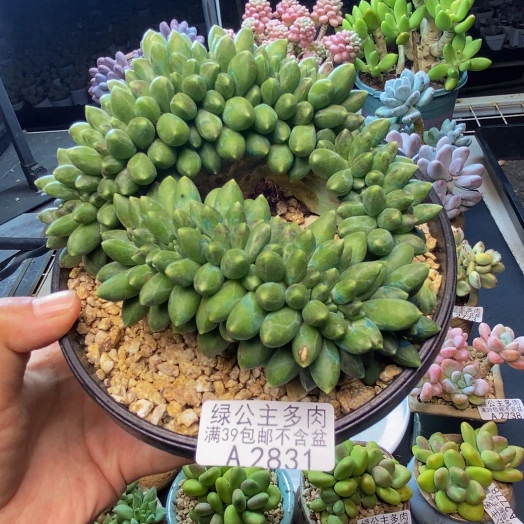 831香蕉树缀多肉12cm