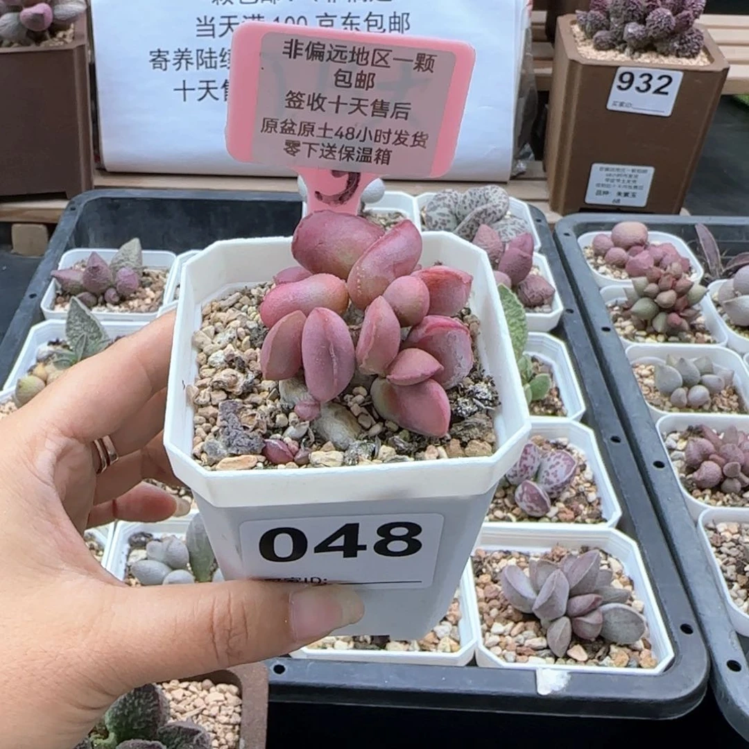 048白肌红蛋多肉植物