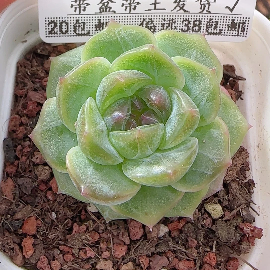 多肉0911-53无尽灯