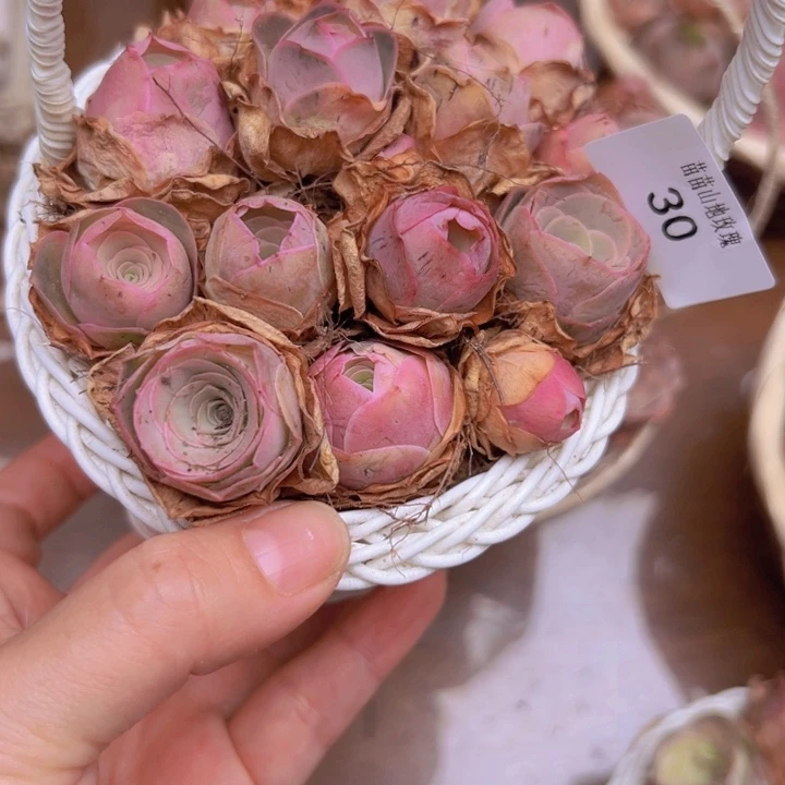 山地玫瑰多肉植物山地30