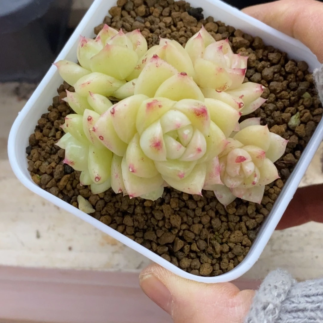 精品多肉一物一拍不包整309