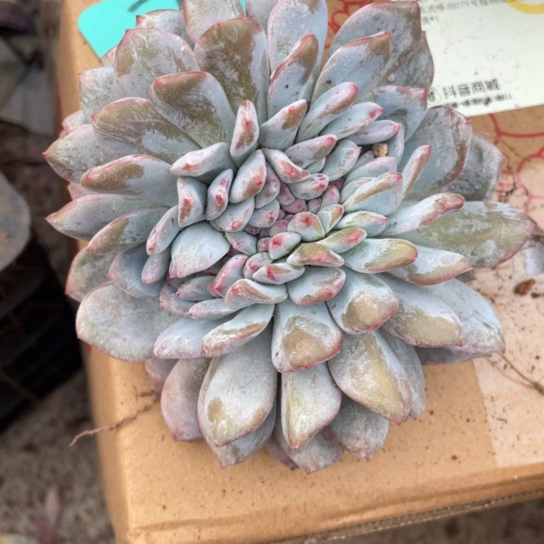 25号星影群人缀化