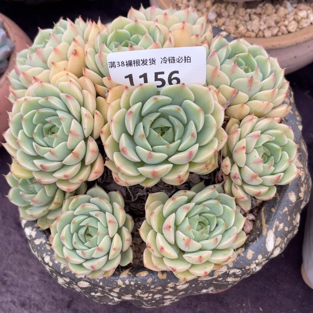 空***无1156笨吧群生多肉植物