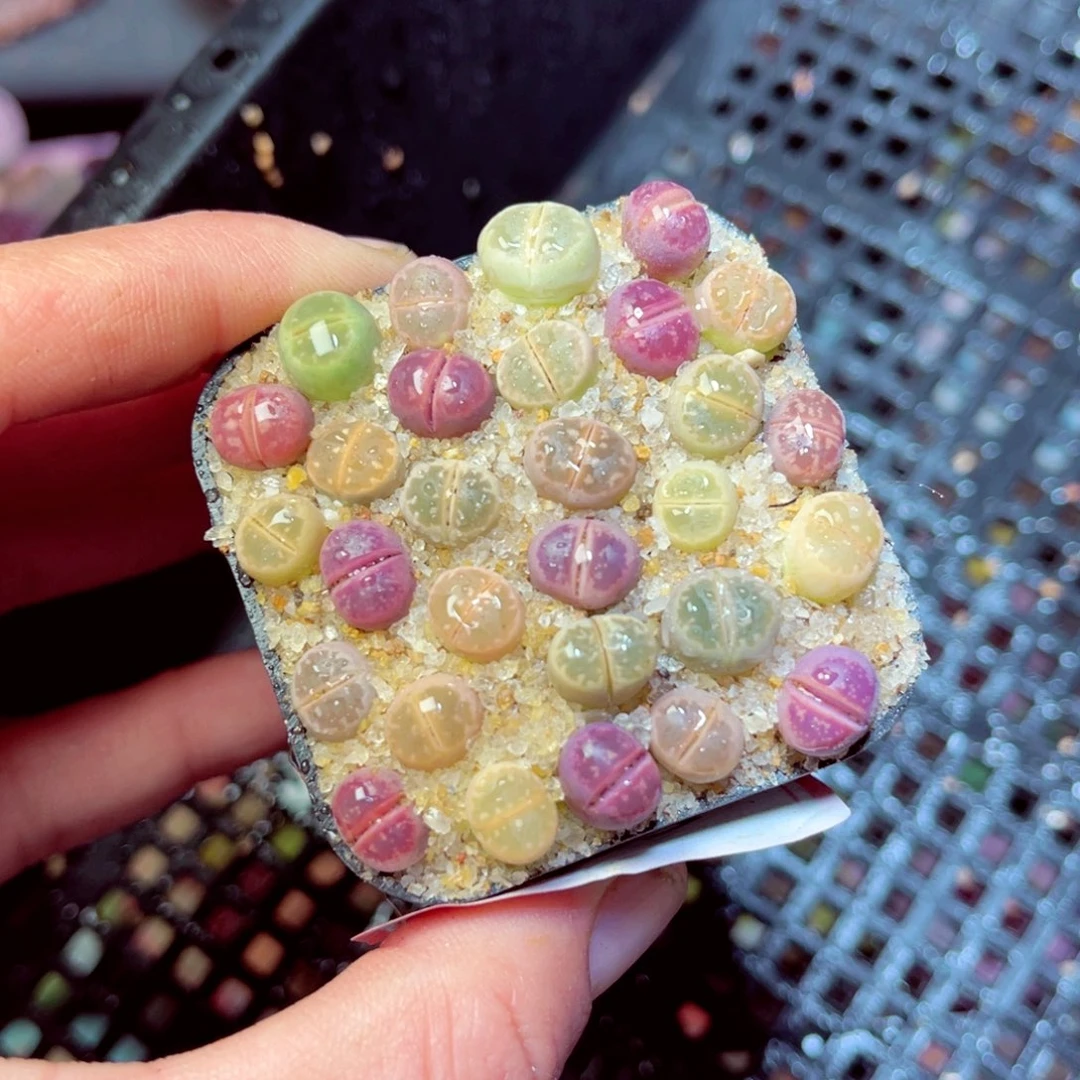 163生石花带盆发1