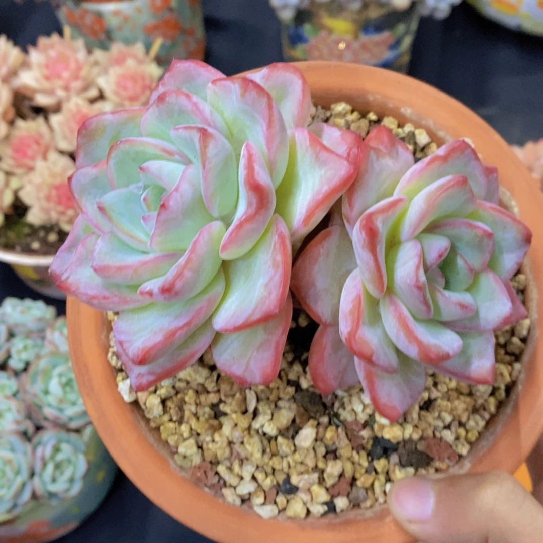 泡芙 一物一拍。