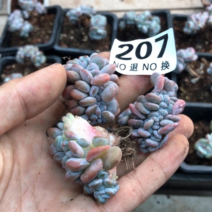 星影石榴籽福利出咯 207