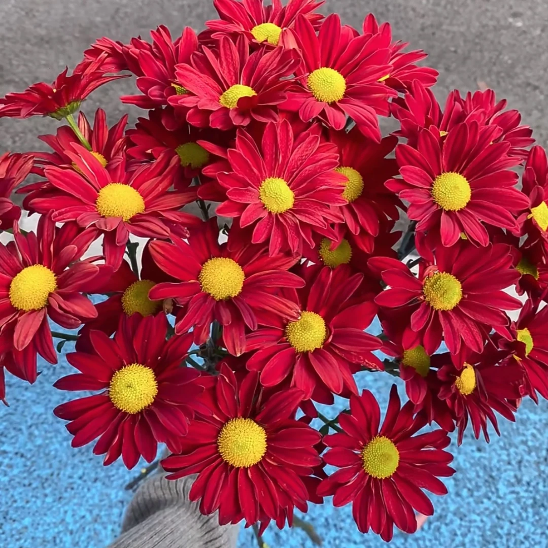（美酒）基地直发鲜切花材家庭水养插花小菊鲜花
