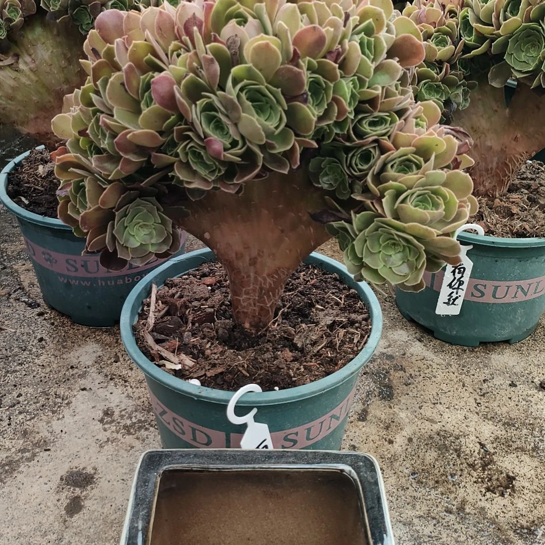 雨**?多肉法师锦玫瑰朵朵缀化