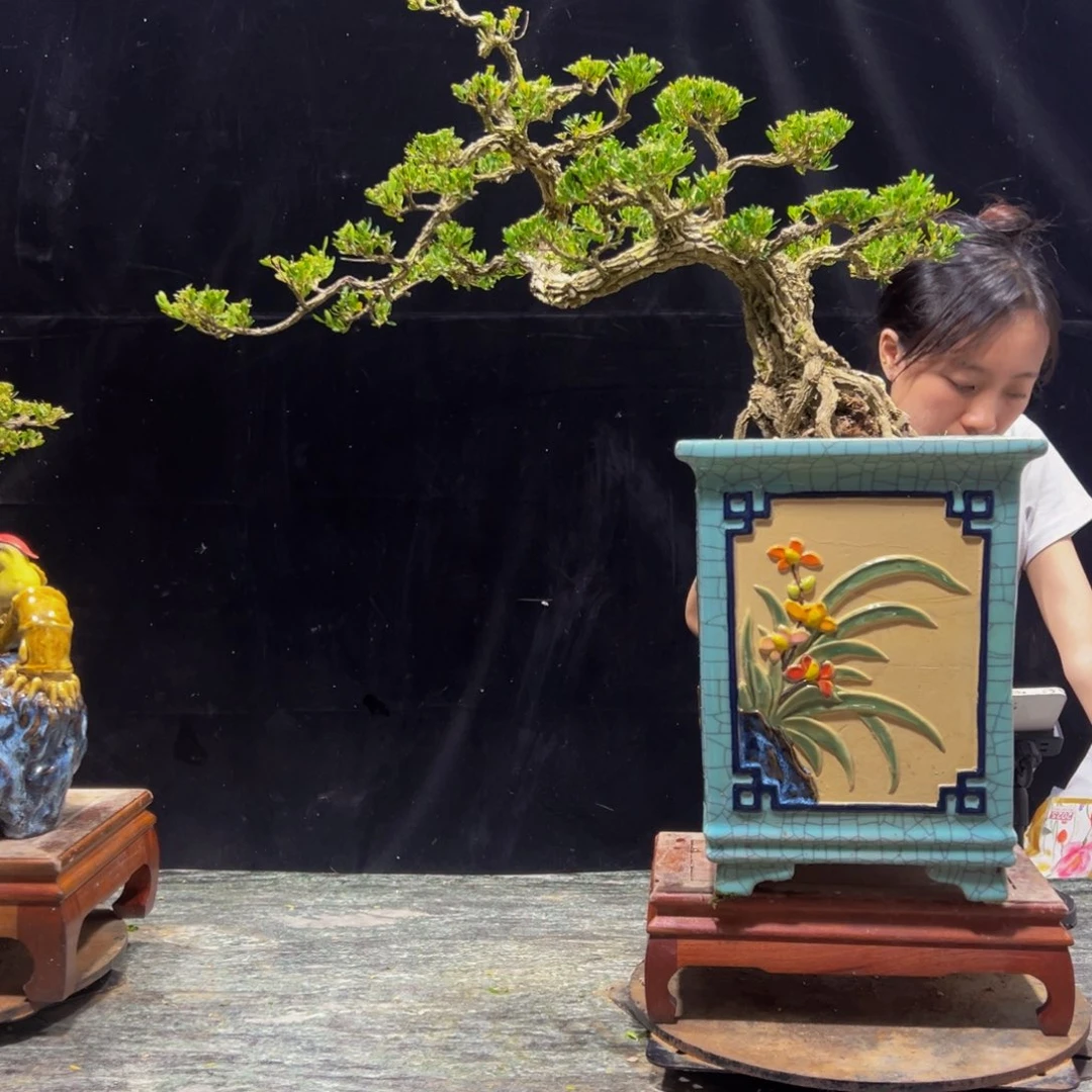 无花朵广东黄杨四季常青