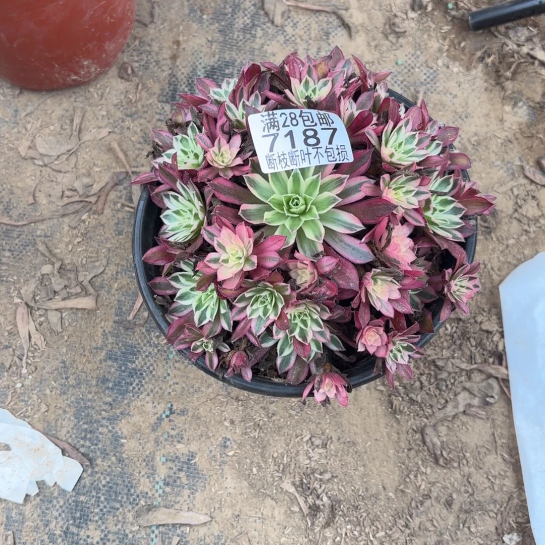 M. 7187凤凰超白多肉。ba