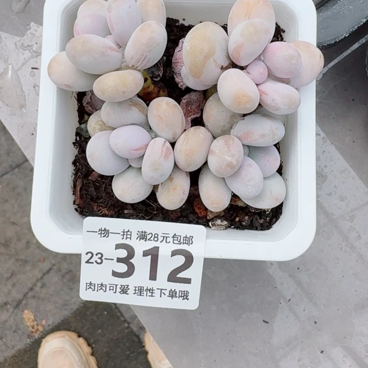 奶酪无盆土发货无盆土发货