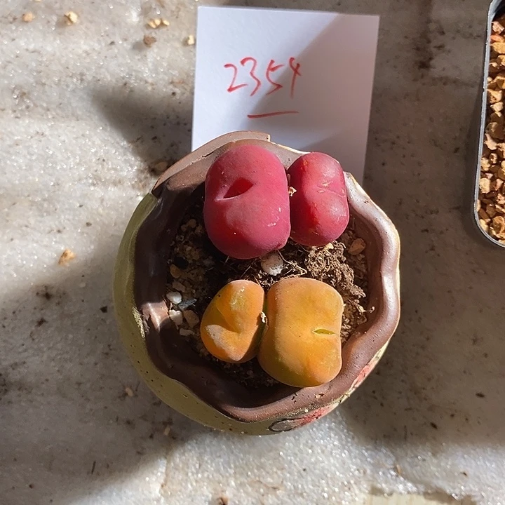 用****82354。      一组。