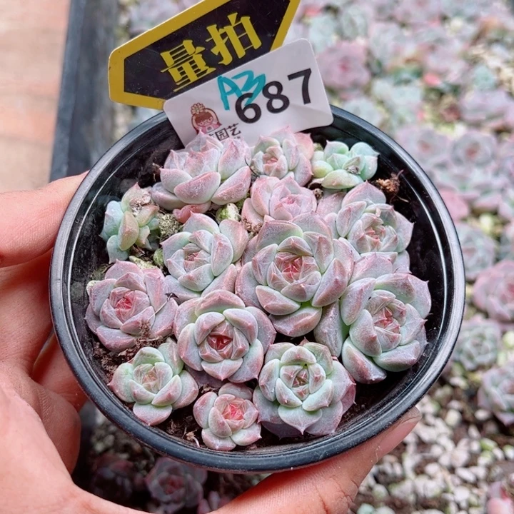 多肉植物多肉植物