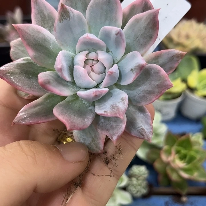 255粉蓝鸟锦炸多肉植物