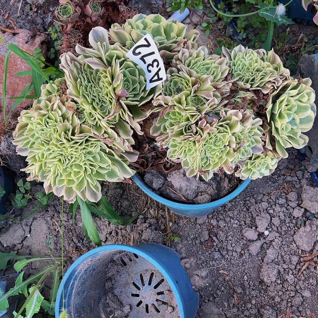 绿豆沙法师15//-4包邮