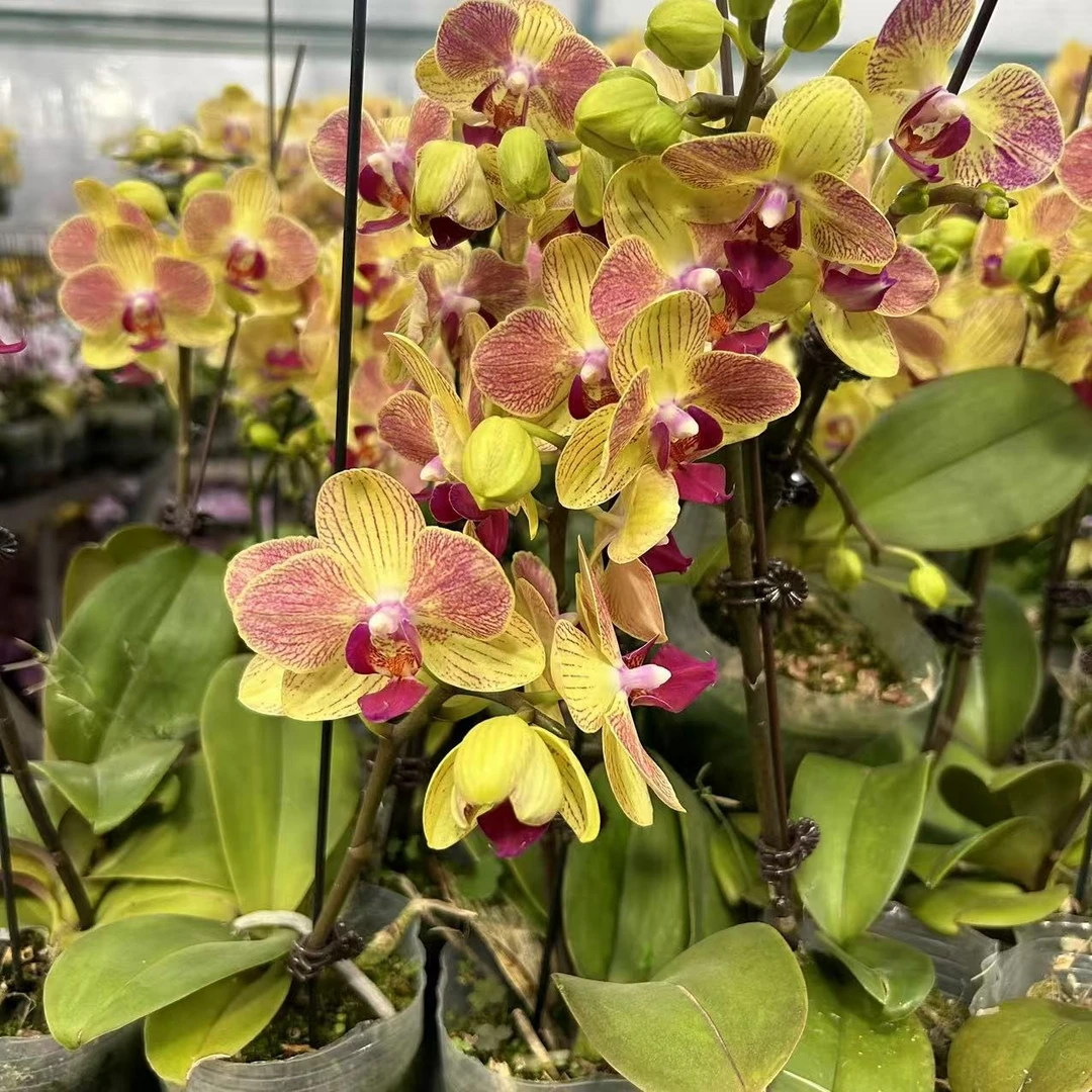 三色鸟蝴蝶兰3.0寸杯带花